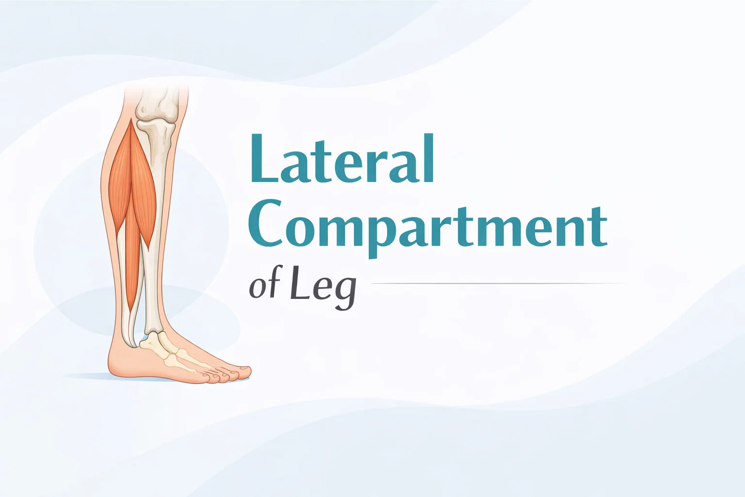 Lateral Compartment of Leg